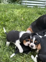 Girl Light Pink, a female Beagle for sale in Husum, WA – 9 of 9