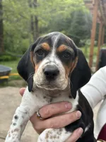 Cream Girl, a female Beagle for sale in Husum, WA – 4 of 10