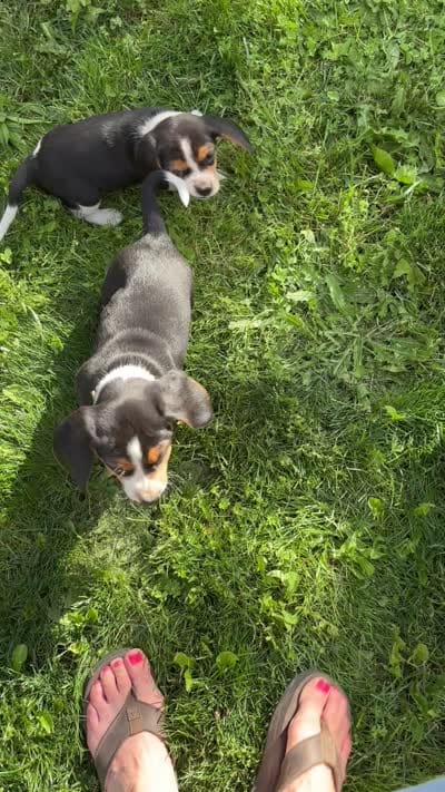 Orange Girl, a male Beagle for sale in Husum, WA – 4 of 6