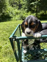 Orange Girl, a male Beagle for sale in Husum, WA – 6 of 6