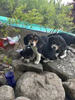 Boy Black, a male Beagle for sale in Husum, WA – 8 of 10
