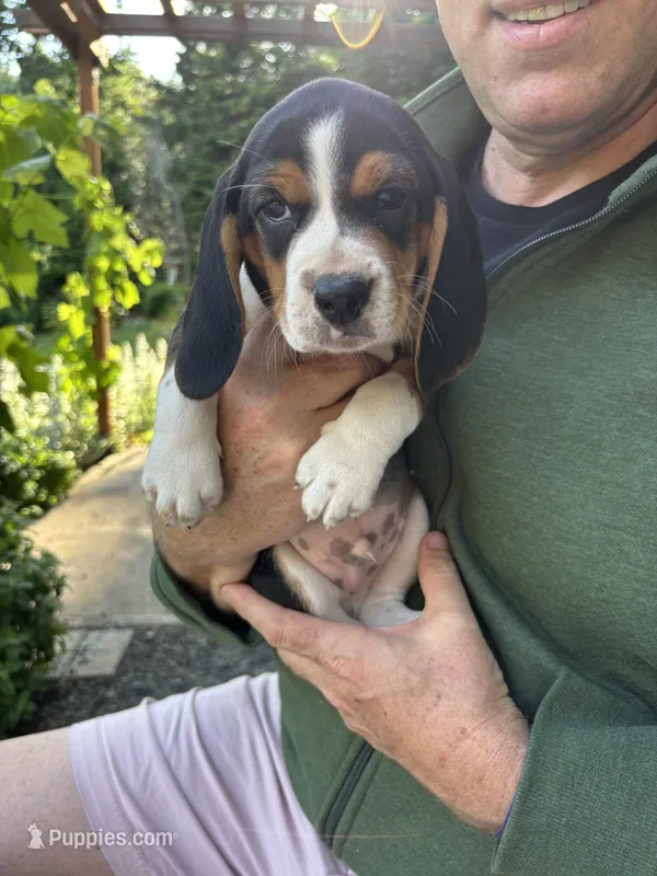 Orange Girl – Beagle puppy for sale in Husum, WA