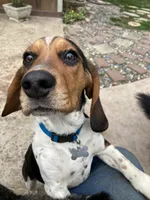 Boy Green, a male Beagle for sale in Husum, WA – 3 of 7