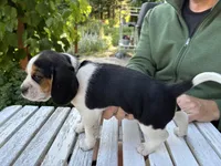 Boy Black, a male Beagle for sale in Husum, WA – 10 of 10