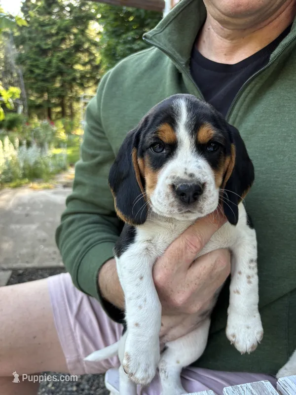 Purple Girl – Beagle puppy for sale in Husum, WA