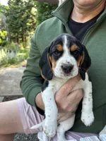 Purple Girl, a female Beagle for sale in Husum, WA – 1 of 8