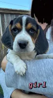 Girl Hot Pink, a female Beagle for sale in Husum, WA – 5 of 9