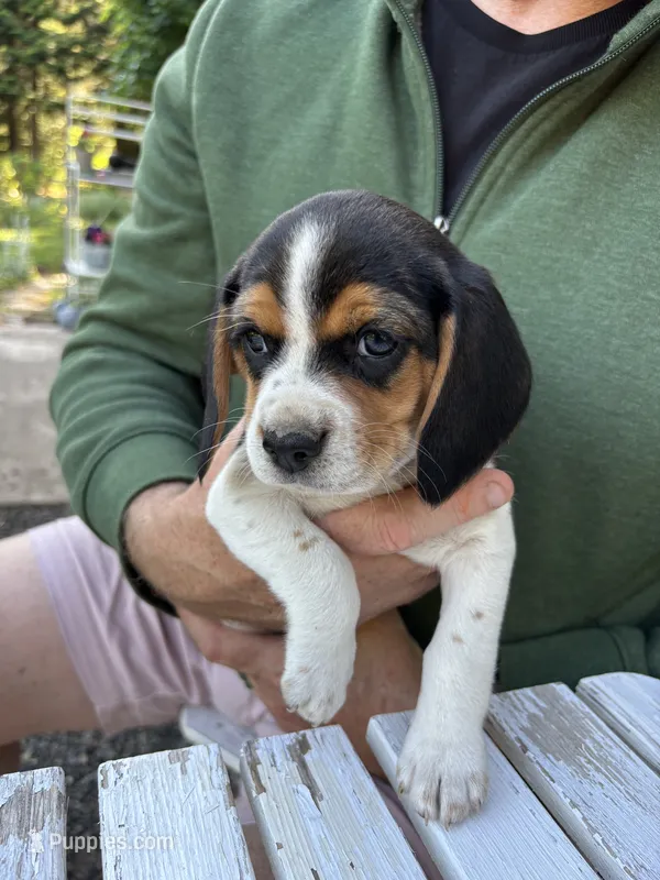 Boy Green – Beagle puppy for sale in Husum, WA