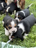 Girl Hot Pink, a female Beagle for sale in Husum, WA – 8 of 9