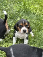 Boy Yellow, a male Beagle for sale in Husum, WA – 5 of 9