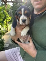 Cream Girl, a female Beagle for sale in Husum, WA – 2 of 10