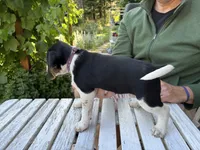 Purple Girl, a female Beagle for sale in Husum, WA – 2 of 8