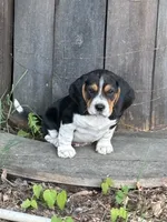 Boy Blue, a male Beagle for sale in Husum, WA – 9 of 9