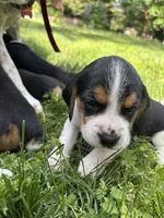 Girl Hot Pink, a female Beagle for sale in Husum, WA – 3 of 9
