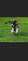 Boy Blue, a male Beagle for sale in Husum, WA – 3 of 9