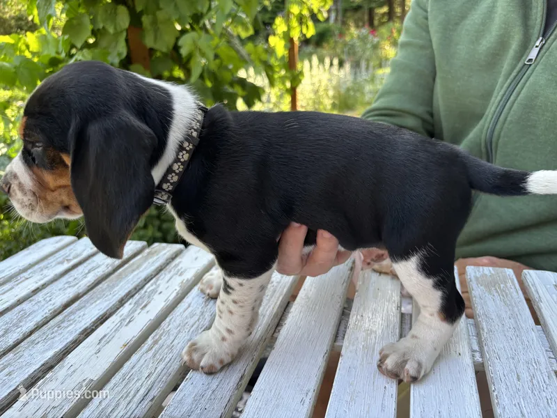 Boy Black – Beagle puppy for sale in Husum, WA