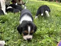 Boy Blue, a male Beagle for sale in Husum, WA – 7 of 9