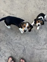Purple Girl, a female Beagle for sale in Husum, WA – 8 of 8