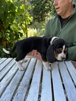 Orange Girl, a male Beagle for sale in Husum, WA – 2 of 6