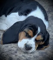 Purple Girl, a female Beagle for sale in Husum, WA – 3 of 8