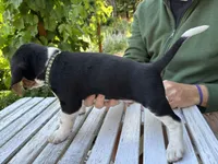 Boy Green, a male Beagle for sale in Husum, WA – 2 of 7