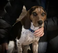 Boy Blue, a male Beagle for sale in Husum, WA – 8 of 9