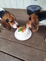 Cream Girl, a female Beagle for sale in Husum, WA – 7 of 10