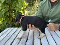 Girl Hot Pink, a female Beagle for sale in Husum, WA – 2 of 9