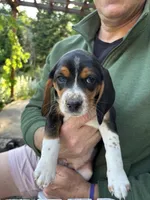 Girl Hot Pink, a female Beagle for sale in Husum, WA – 1 of 9