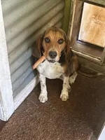 Boy Blue, a male Beagle for sale in Husum, WA – 6 of 9
