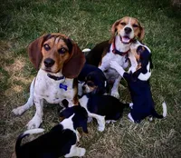 Cream Girl, a female Beagle for sale in Husum, WA – 8 of 10