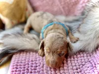 Squids , a male Miniature Dachshund for sale in Visalia, CA – 2 of 5