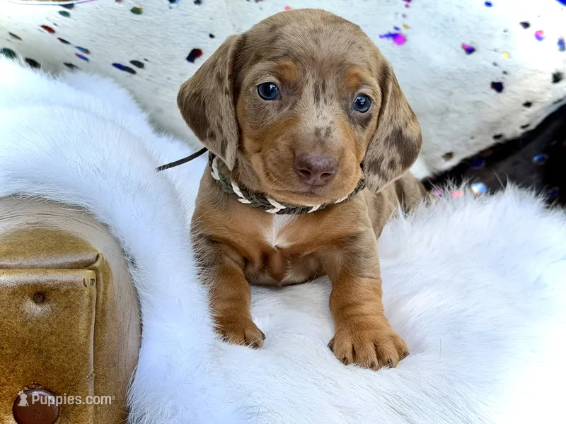 Squids  – Miniature Dachshund puppy for sale in Visalia, CA