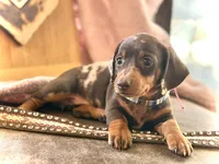 Morgan , a female Miniature Dachshund for sale in Visalia, CA – 3 of 4