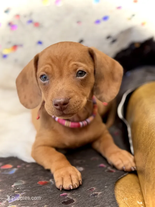 Summer  – Miniature Dachshund puppy for sale in Visalia, CA