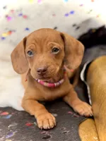 Summer , a female Miniature Dachshund for sale in Visalia, CA – 1 of 10