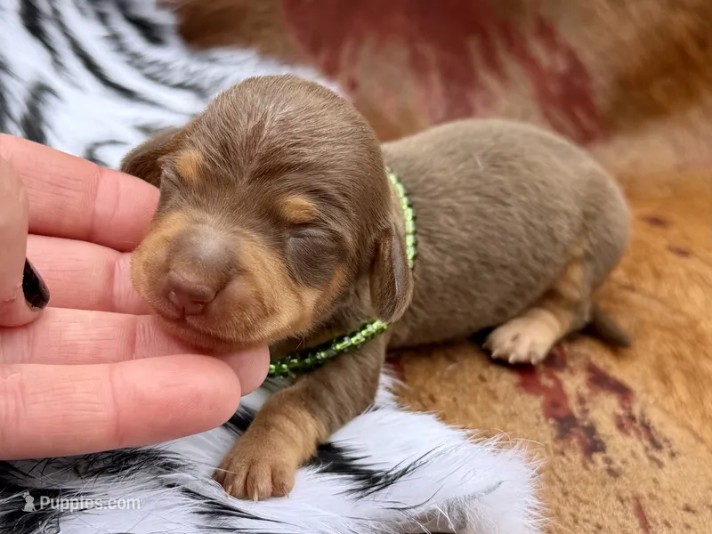 Danny – Miniature Dachshund puppy on hold in Visalia, CA