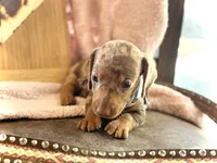 Dinkers , a male Miniature Dachshund for sale in Visalia, CA – 2 of 4