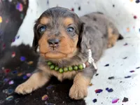 Parker *Long Haired* , a male Miniature Dachshund for sale in Visalia, CA – 4 of 7