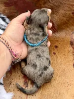 Parker *Long Haired* , a male Miniature Dachshund for sale in Visalia, CA – 2 of 3