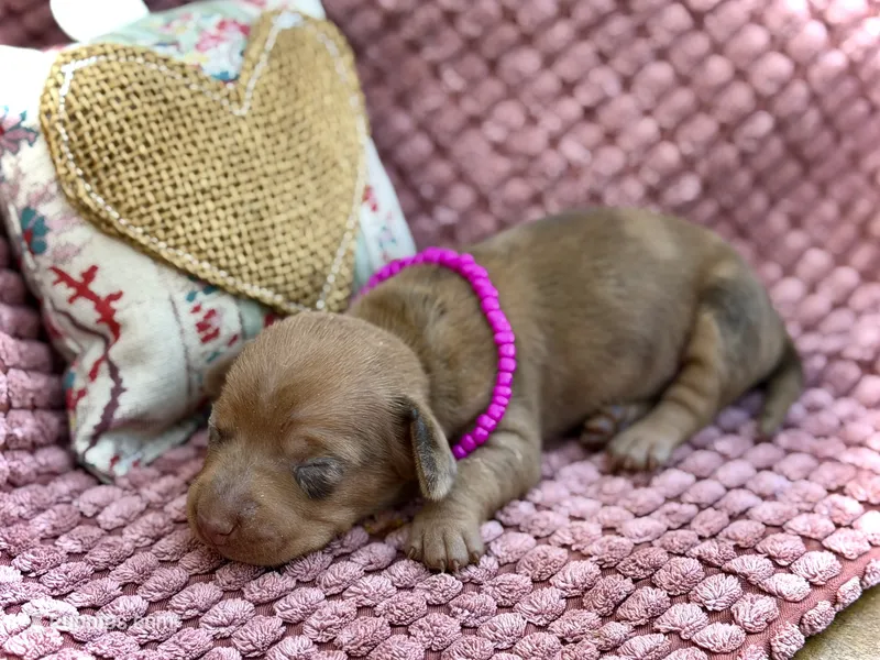 Summer  – Miniature Dachshund puppy for sale in Visalia, CA