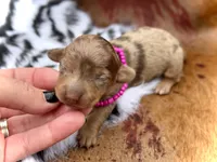 Lilly, a female Miniature Dachshund for sale in Visalia, CA – 3 of 3