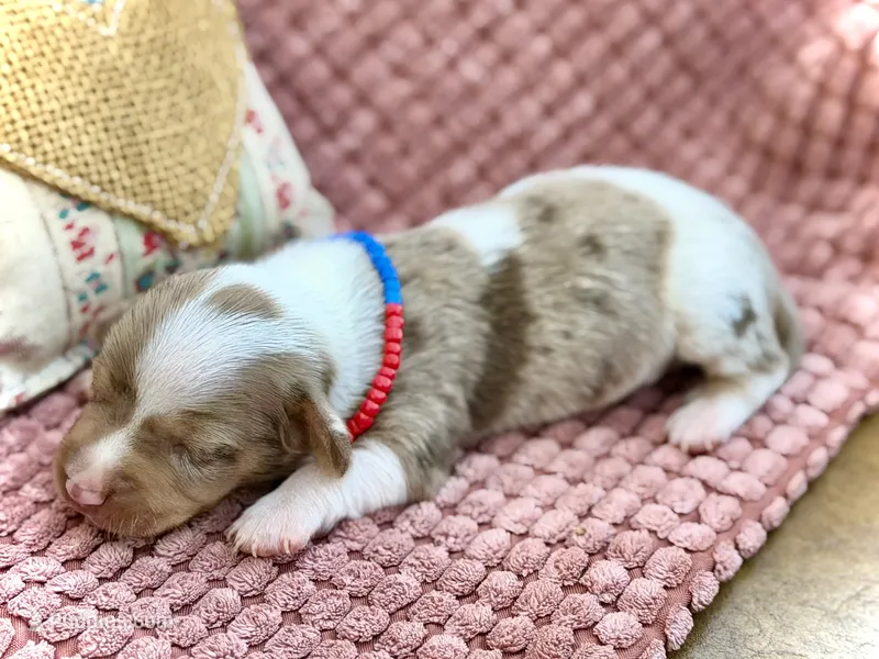 Snoodles  – Miniature Dachshund puppy for sale in Visalia, CA