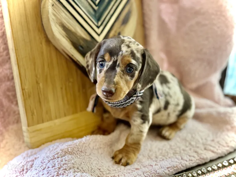 Bridget  – Miniature Dachshund puppy on hold in Visalia, CA