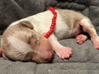 Chip *Super Tiny!*, a male Miniature Dachshund for sale in Visalia, CA – 6 of 6