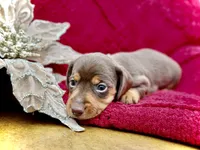 Lance, a male Dachshund and Miniature Dachshund for sale in Visalia, CA – Photo 1 of 4