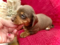 Lance, a male Dachshund and Miniature Dachshund for sale in Visalia, CA – Photo 4 of 4