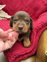 Lance, a male Dachshund and Miniature Dachshund for sale in Visalia, CA – Photo 2 of 4