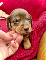 Lance, a male Dachshund and Miniature Dachshund for sale in Visalia, CA – Photo 3 of 4
