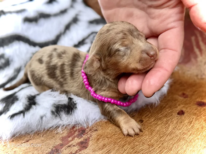 Lilly – Miniature Dachshund puppy for sale in Visalia, CA